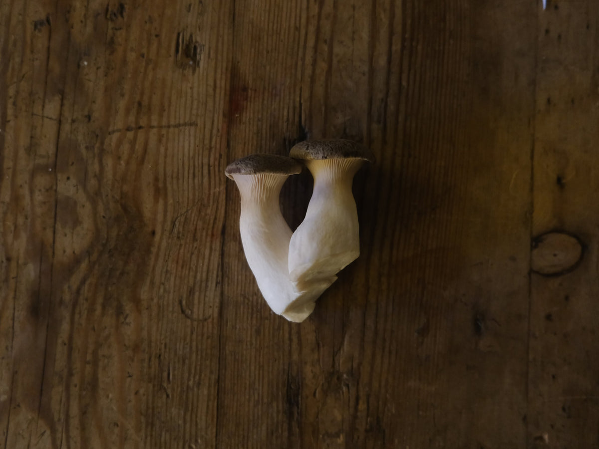 How to cook King Oyster Mushrooms: Easy summer grilling and pan frying recipes