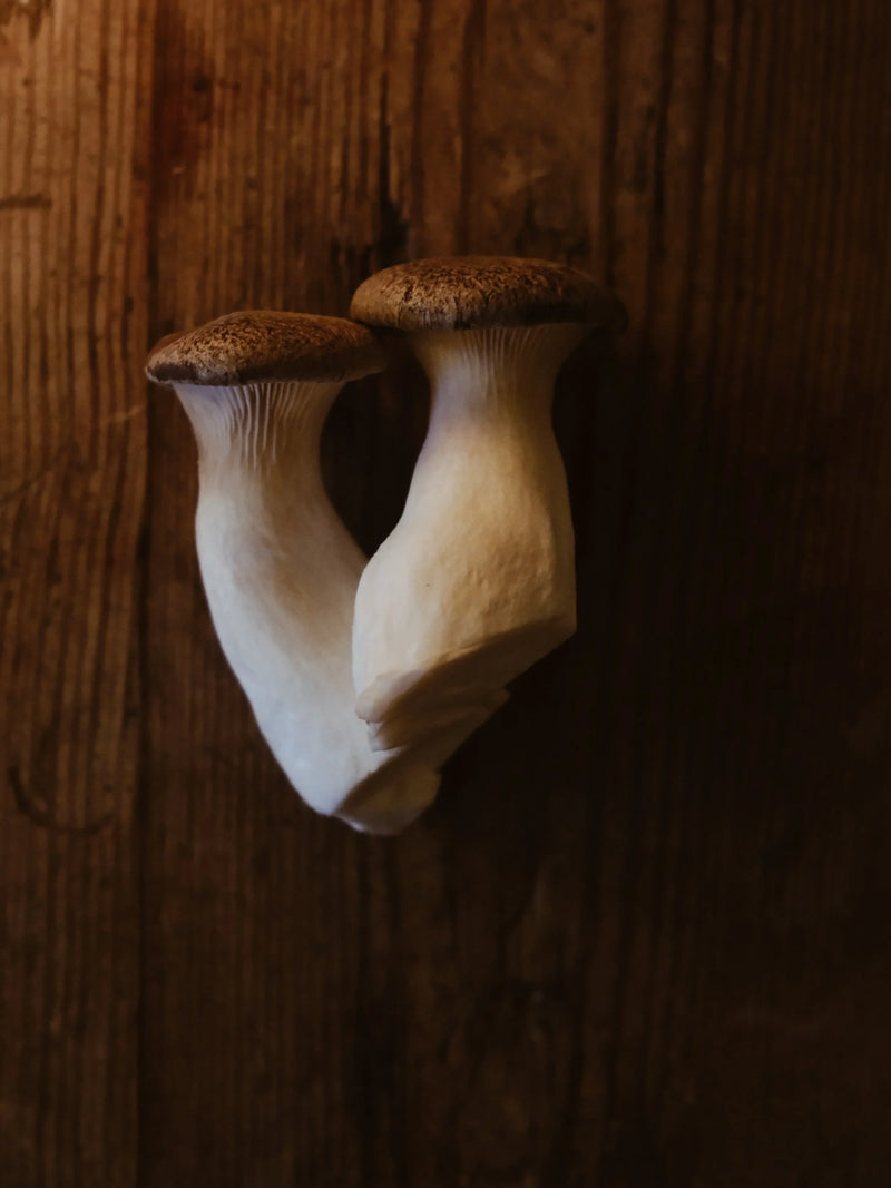 Cluster of fresh Black Pearl King Oyster mushrooms with dark grey caps