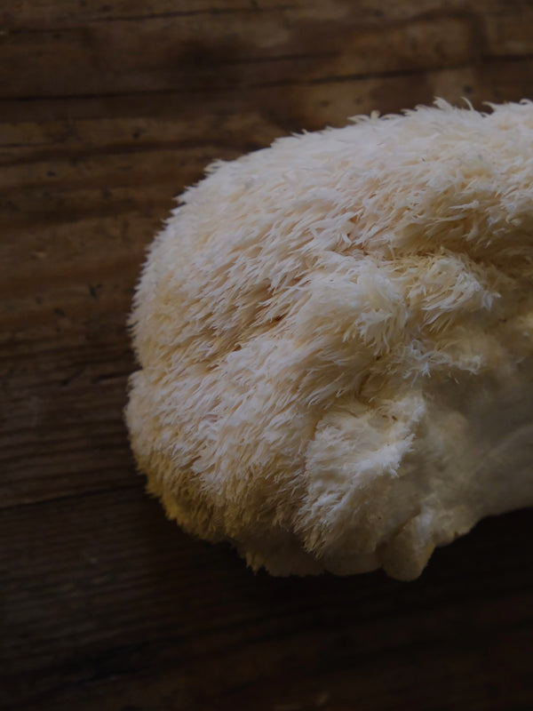 Fresh Lion's Mane mushroom grown by Forage Mushrooms in Fowey, Cornwall