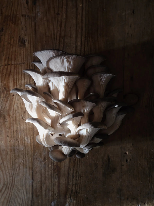 Fresh Blue Oyster mushrooms grown in Fowey, Cornwall