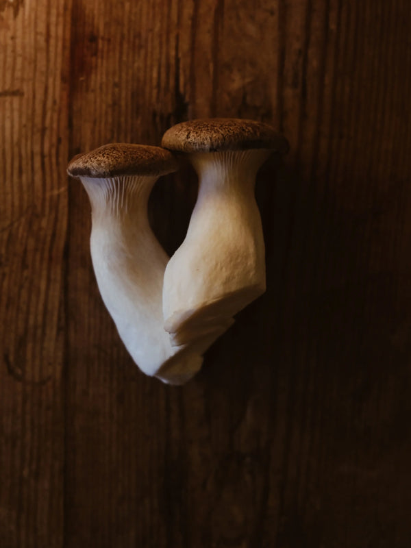 Fresh Black Pearl King Oyster mushrooms grown in Fowey, Cornwall